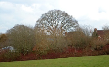 Tree Preservation Orders TPO Isle of Wight and Hampshire