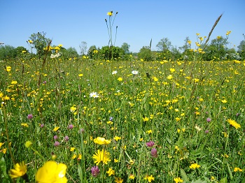 Ecology and Landscape Isle of Wight and Hampshire