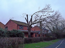 Council tree services Isle of Wight and Hampshire