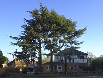 TPO and Conservation Areas Isle of Wight and Hampshire